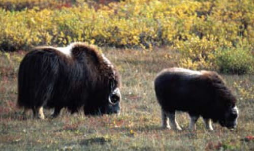 Dalton Highway