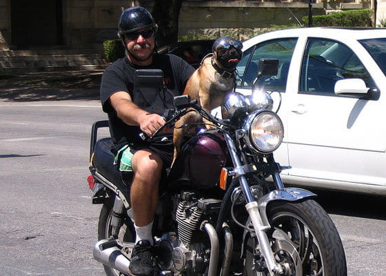 Perro con casco