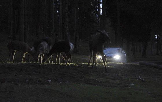 Sistema de detección de animales Volvo