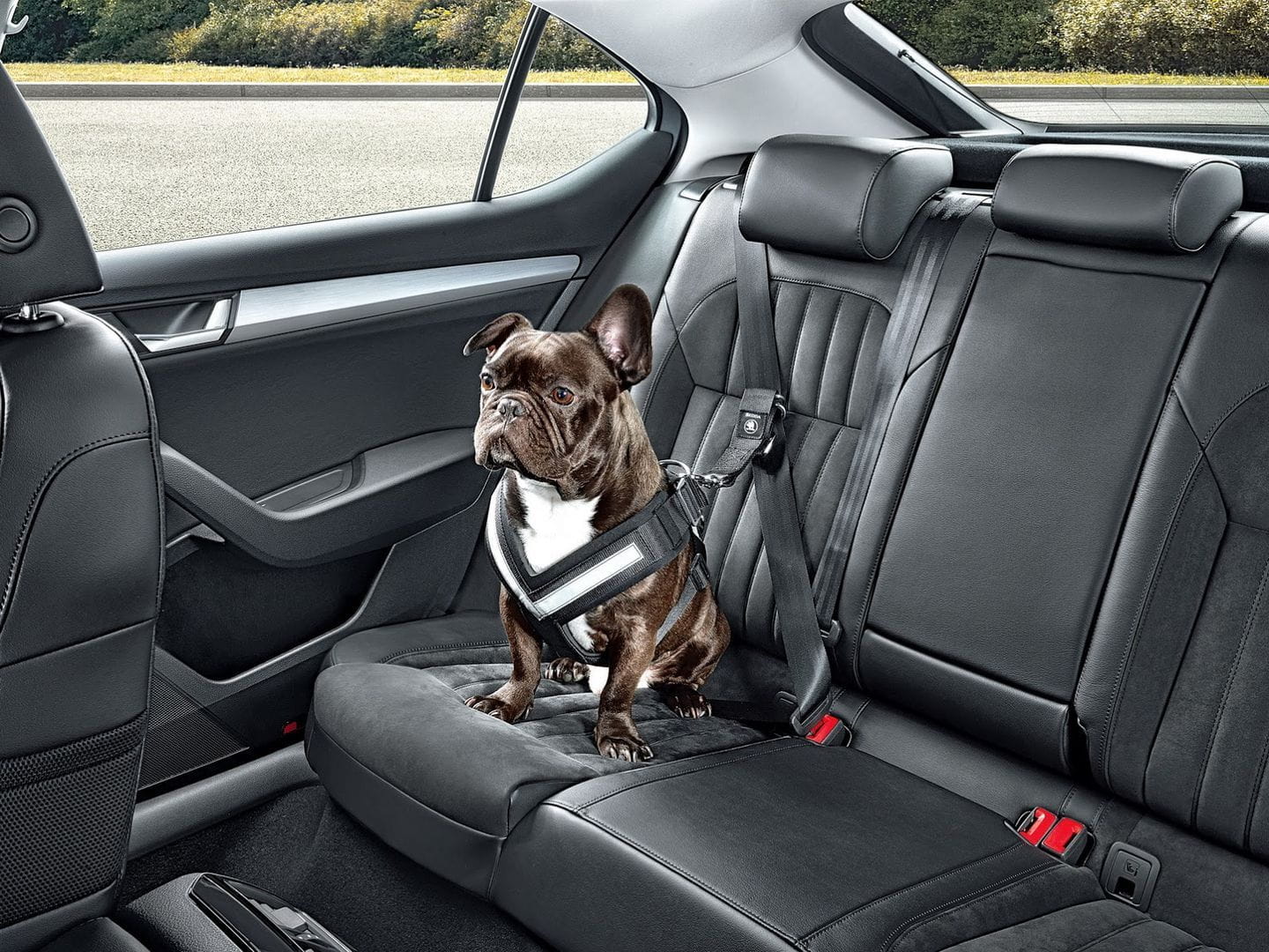 Cómo viajar con tu perro en el coche: arnés o transportín