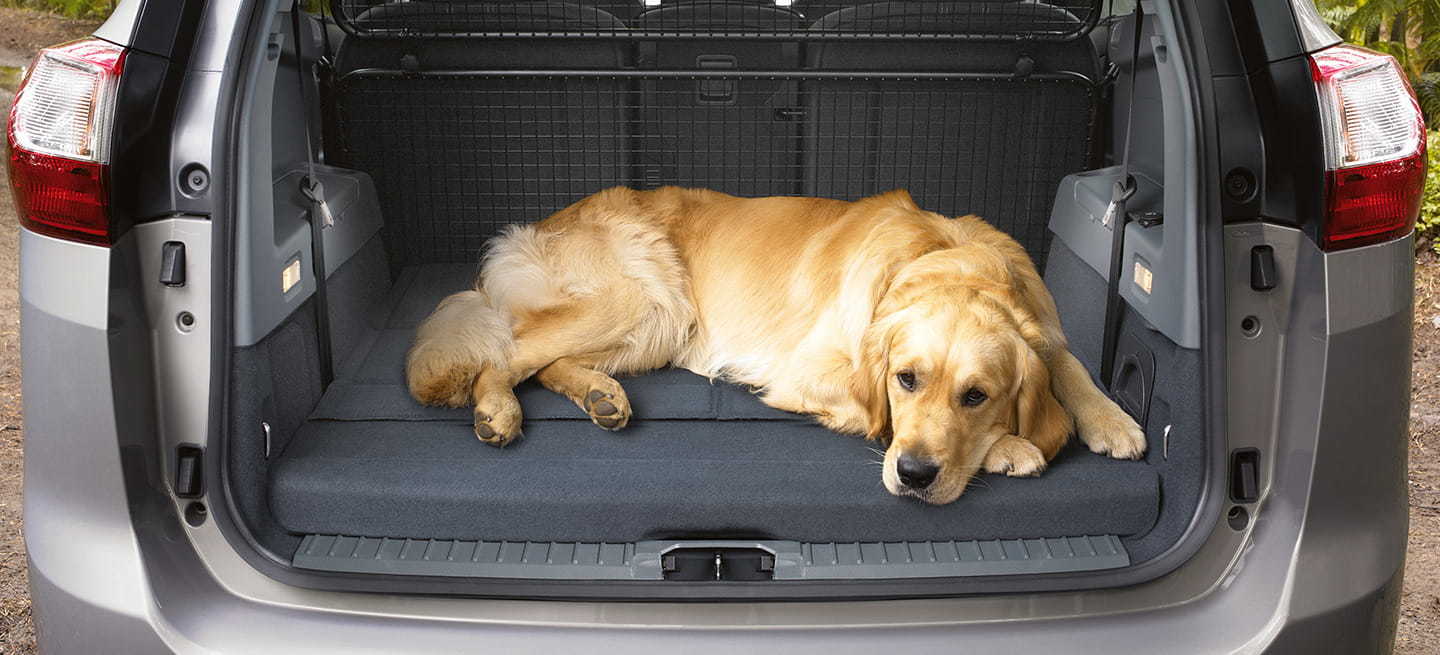 Dormitorio Distribución azafata Cuál es el coche ideal para viajar con perro?