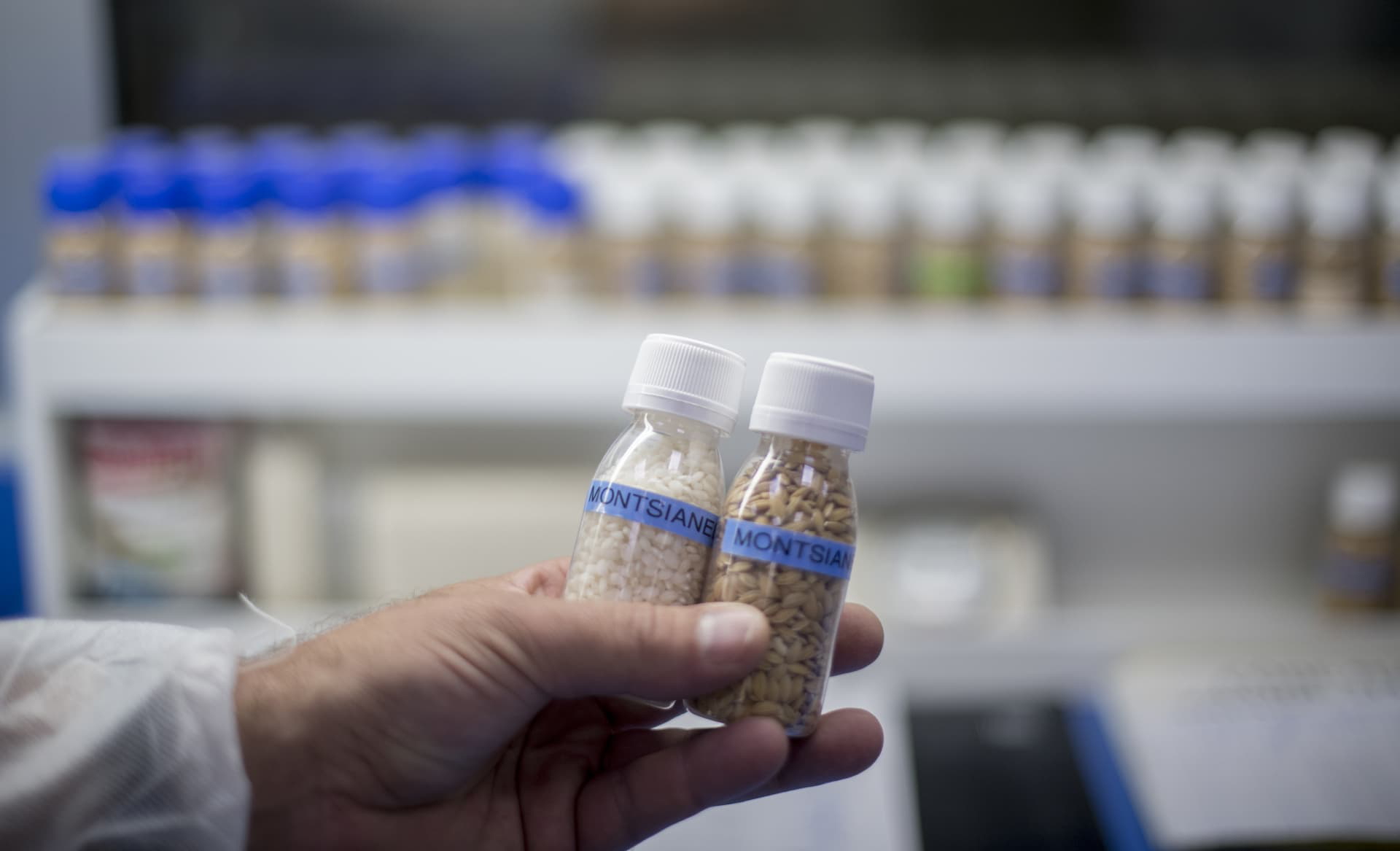 Seat Cascara Arroz Plastico 03