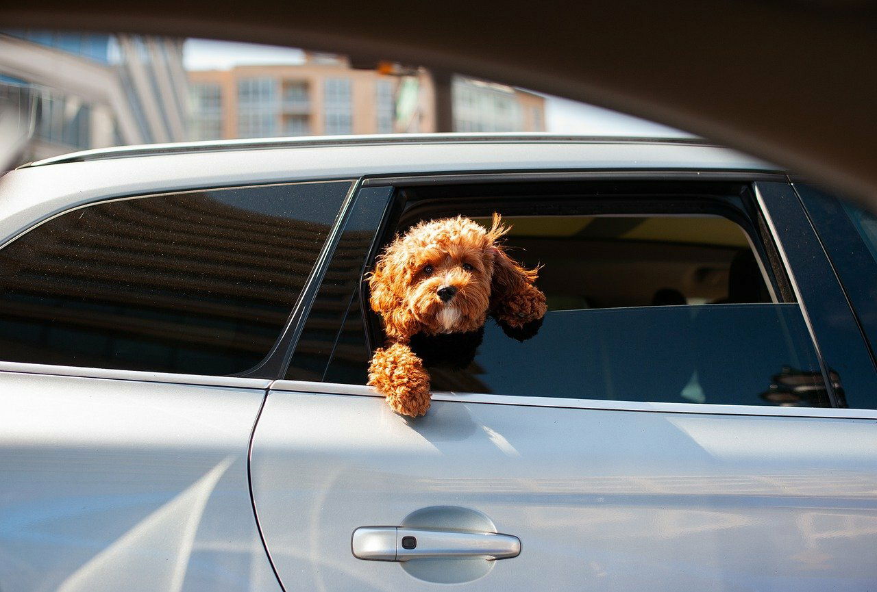 Dog G0d1093f80 1280