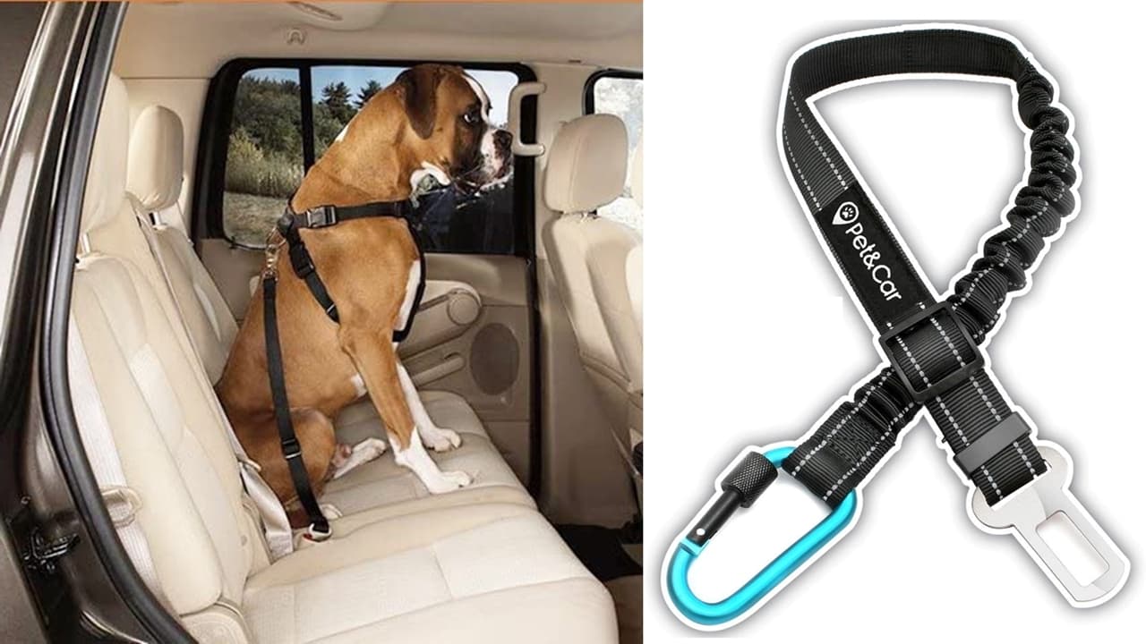 Si llevas a tu perro en el coche, cuidado con el arnés: opta siempre por  uno con mosquetón como este de 13 euros y buena calidad