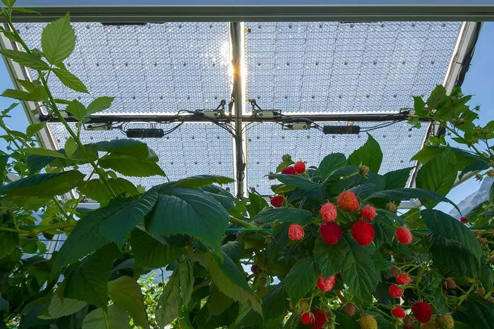 Tecnologia Agrovoltaica 3