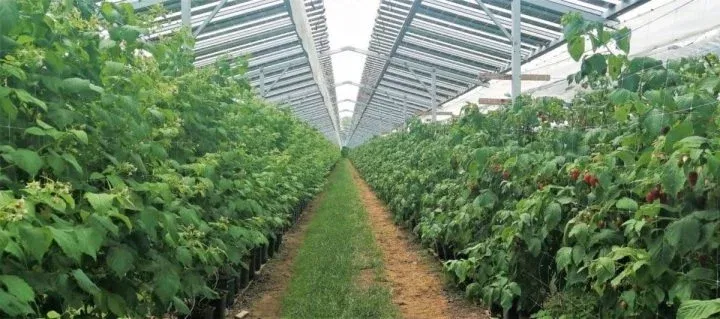 Tecnologia Agrovoltaica 4