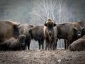 Manada de bisontes, posibles compensadores de CO2 vehicular
