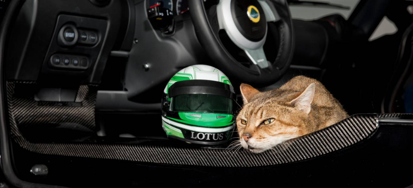 Lotus Pet Lids protection for four legged friends (3)