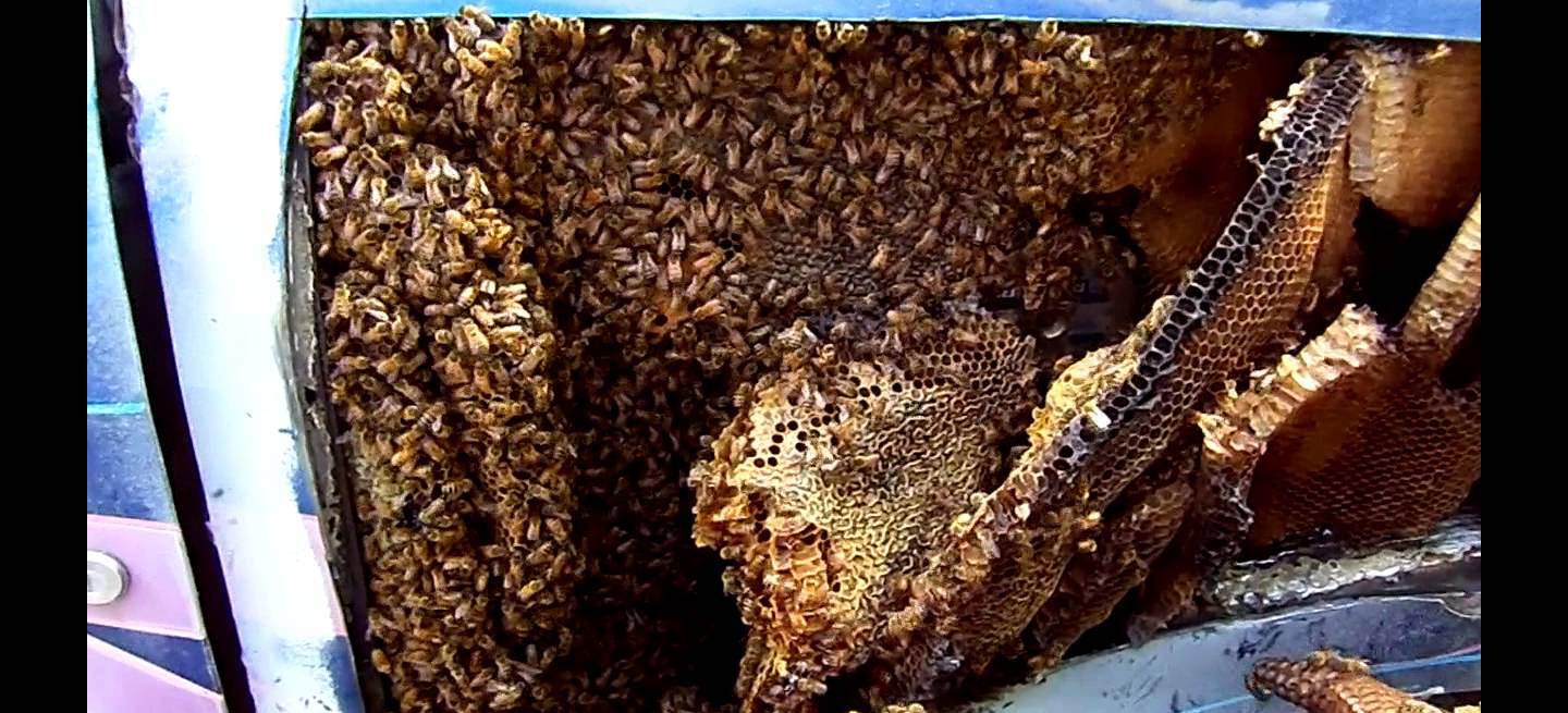 abejas
