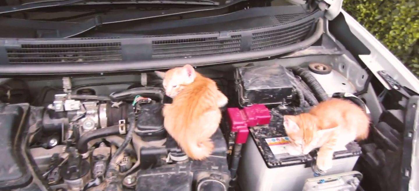 gatos-coche