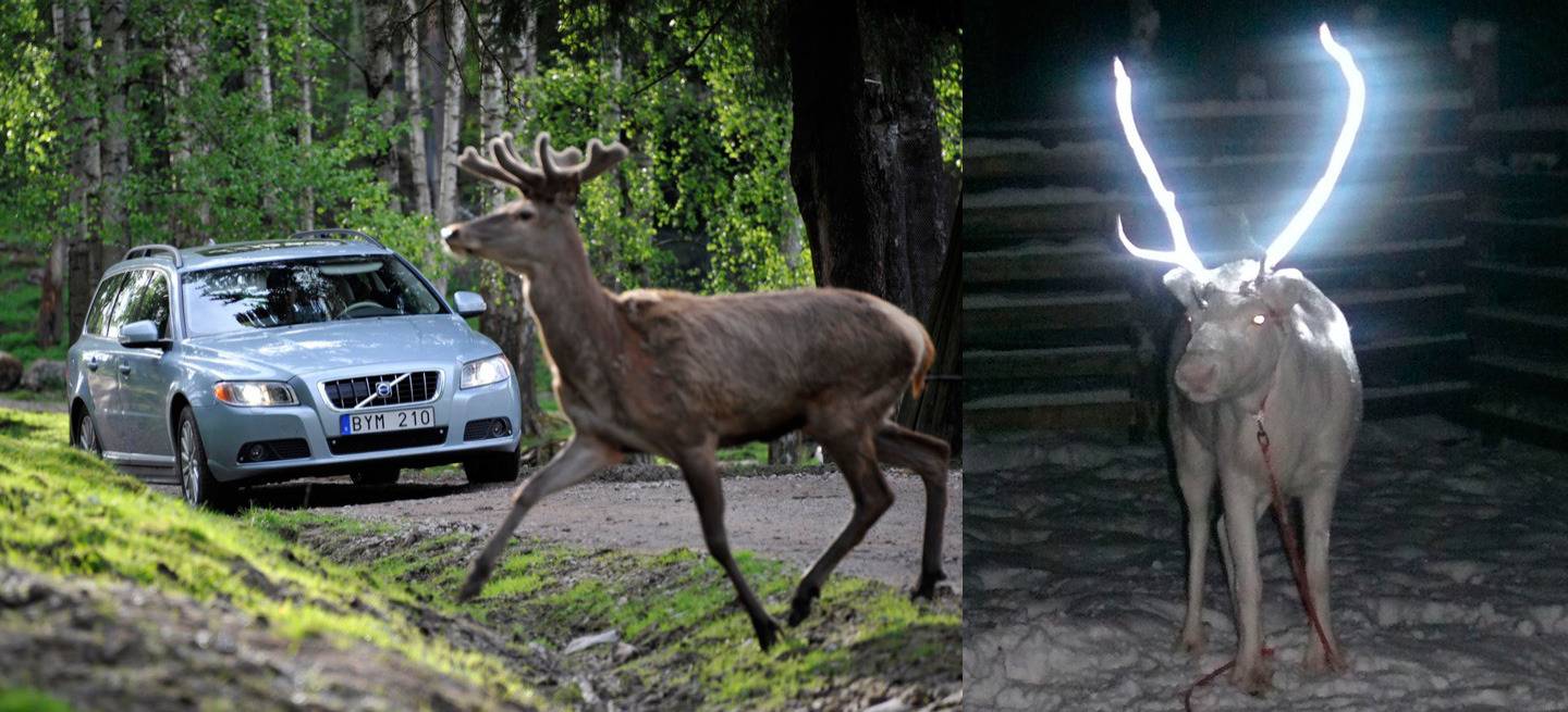 new-volvo-technology-to-help-avoid-collision-with-wild-animals-video-36380_1-1024px-1440px