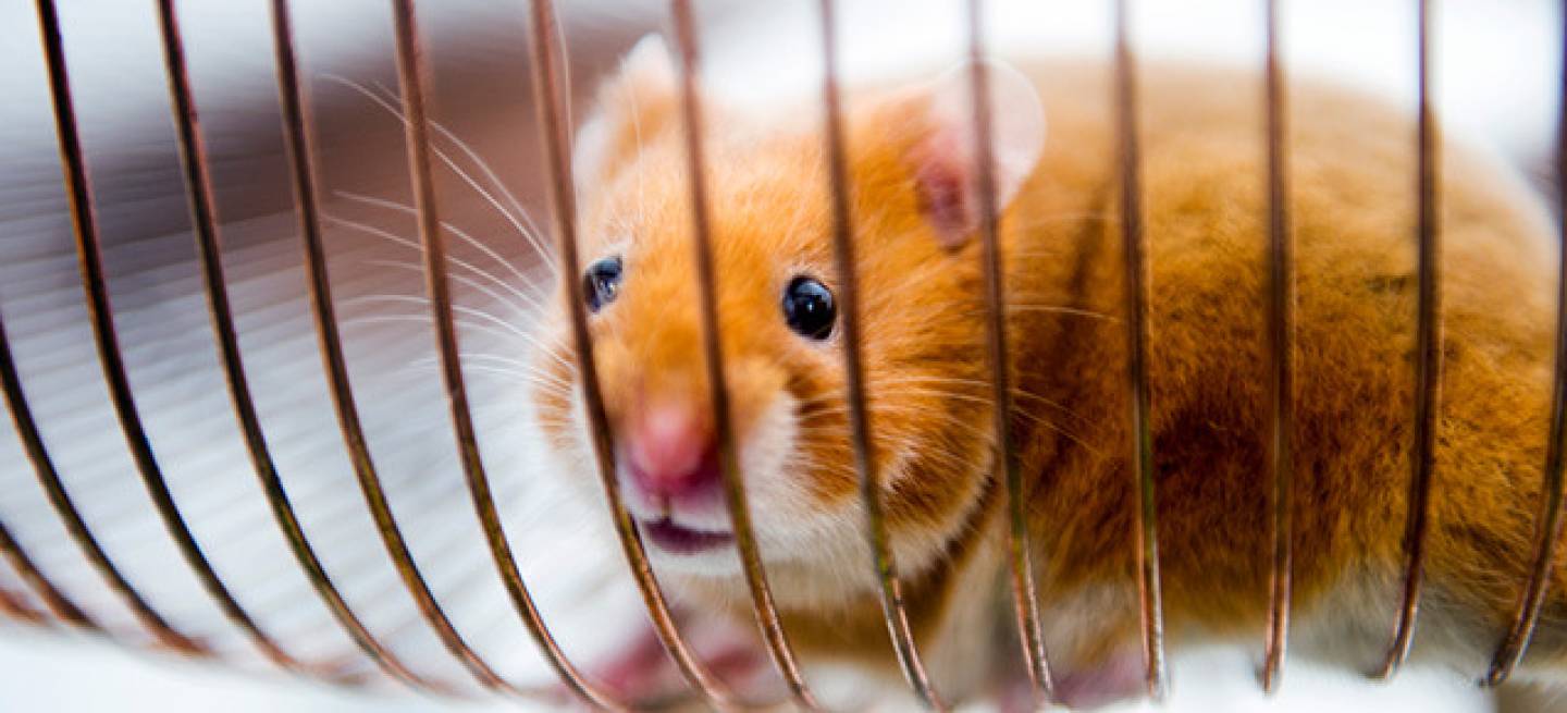 volvo-hamster-01-dm-700px