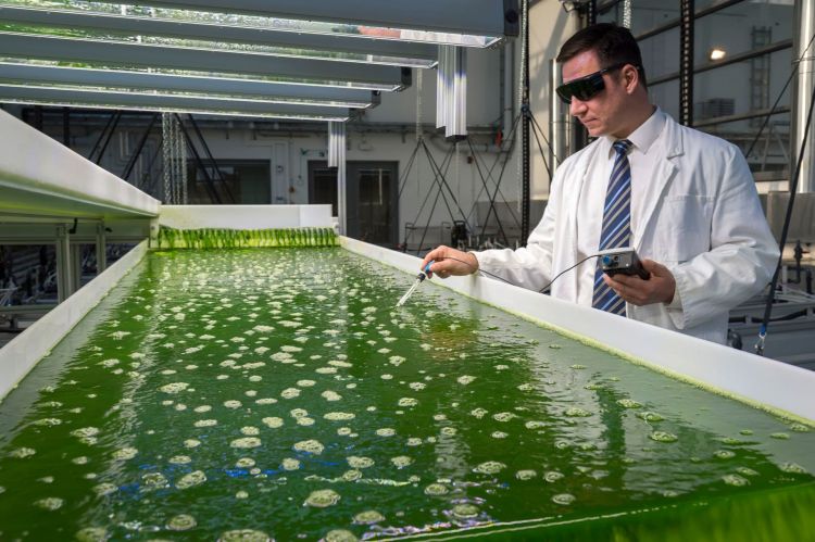 Biocombustible Investigacion Algas Universidad De Munich Biocombustible Investigacion Algas Universidad De Munich