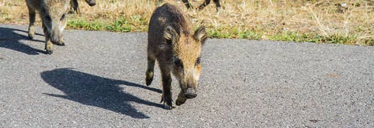 Pioneering Traffic Signs Animal Presence Sections 03