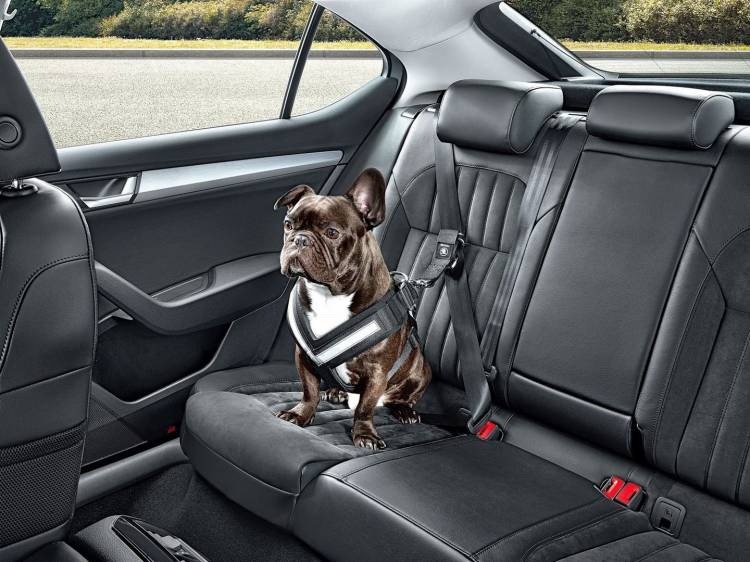 skoda-accesorios-perros-2 skoda-accesorios-perros-2