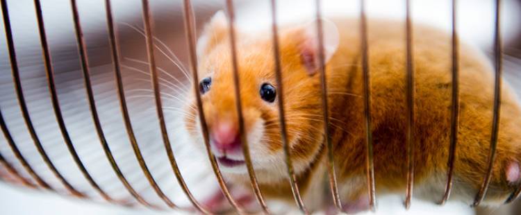 volvo-hamster-01-dm-700px volvo-hamster-01-dm-700px