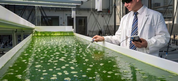 Biocombustible Investigacion Algas Universidad De Munich